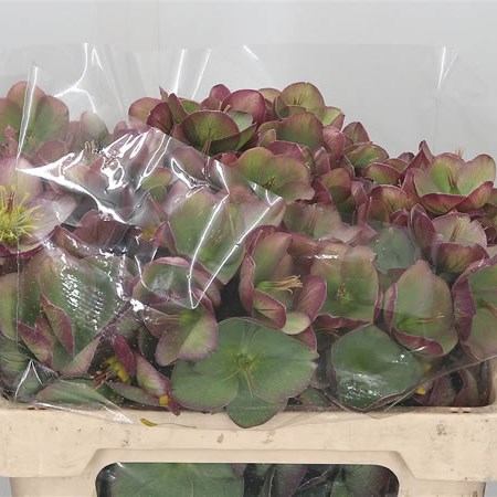 Hellebores Glenda's Gloss