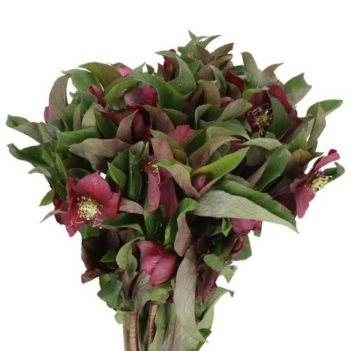 Hellebores Mammoth Red
