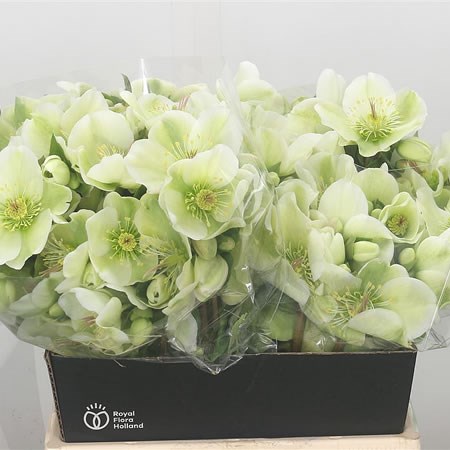 Hellebores Molly's White