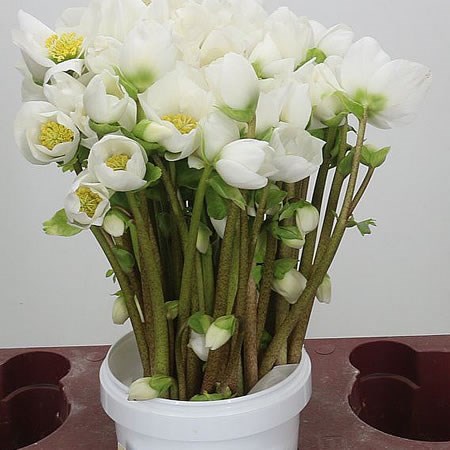 Hellebores Niger