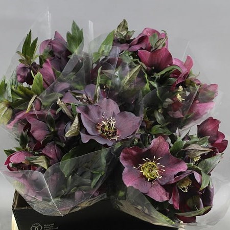 Hellebores Queens Black