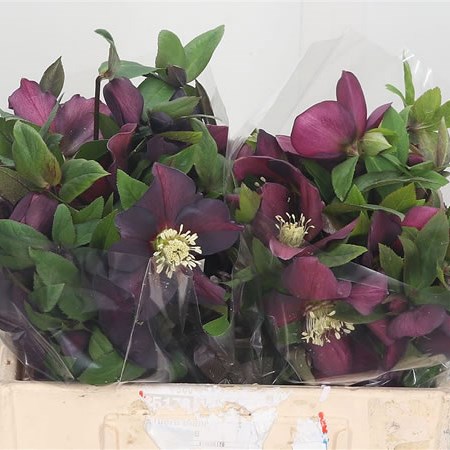 Hellebores Queens Red
