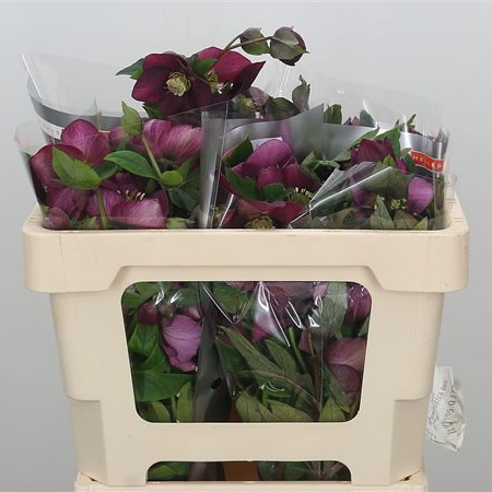 Hellebores Queens Red