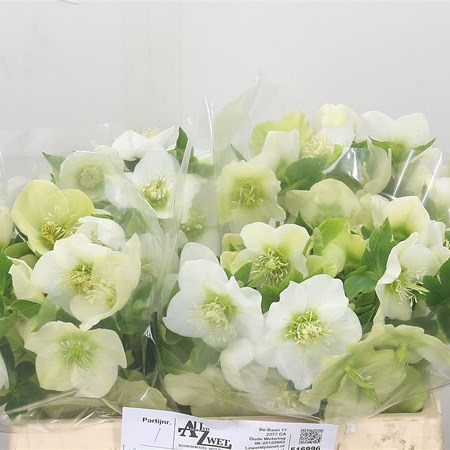 Hellebores Queens White