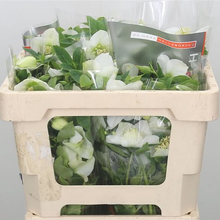 Hellebores Queens White