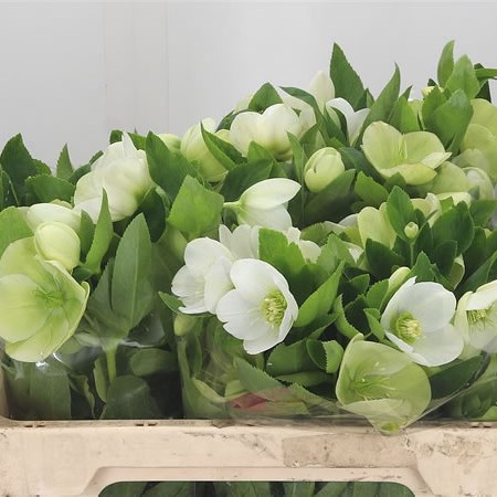 Hellebores Queens White