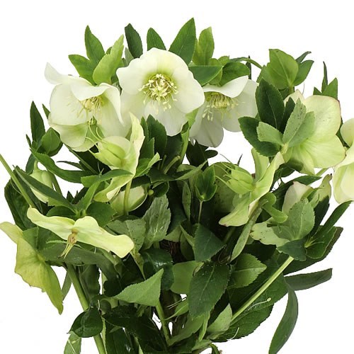 Hellebores Queens White