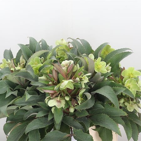 Hellebores Sterni