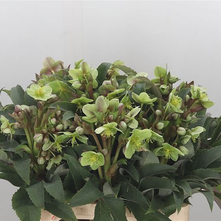 Hellebores Sterni