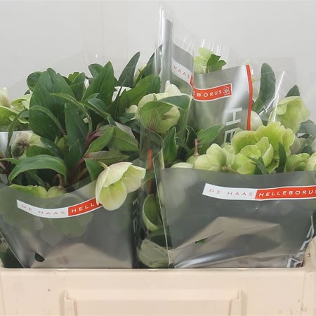 Hellebores Winterbells