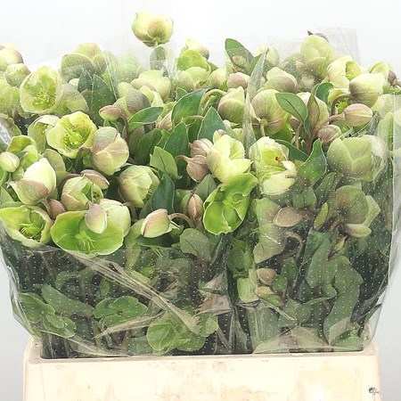 Hellebores Winterbells