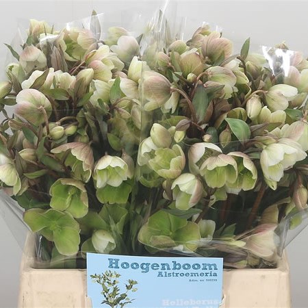 Hellebores Winterbells