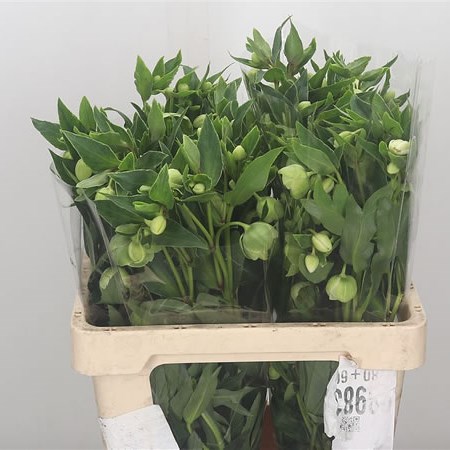 Hellebores Winterbells