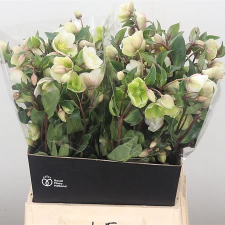 Hellebores Winterbells Extra