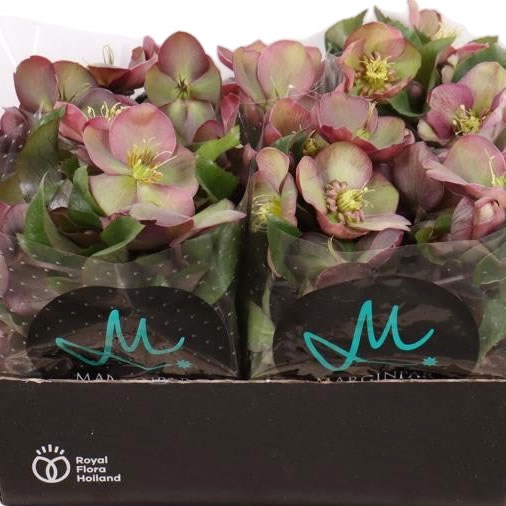 Hellebores Classic Grace