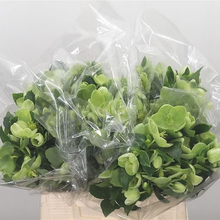 Helleborus Foetidus
