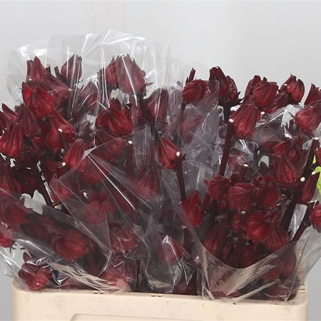 Hibiscus Eden