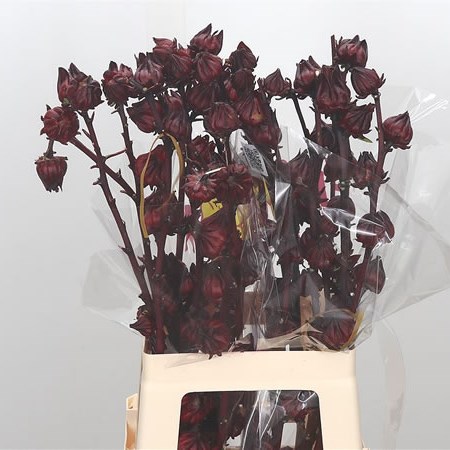 Hibiscus Merlot