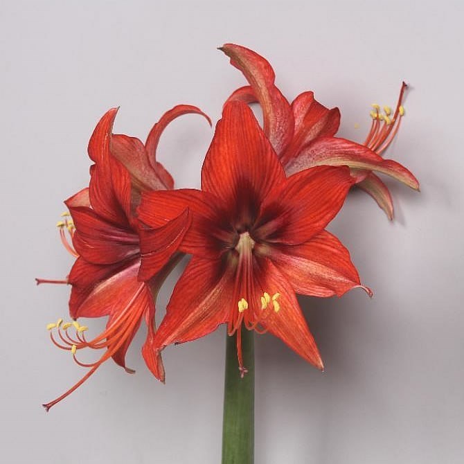 Hippeastrum Autum Valley