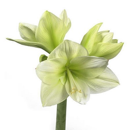 Hippeastrum Avalanche