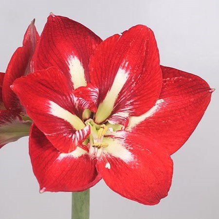 Hippeastrum Barbados