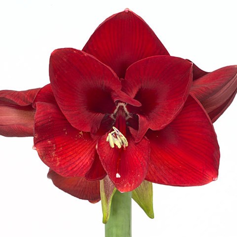 Hippeastrum Baton Rouge