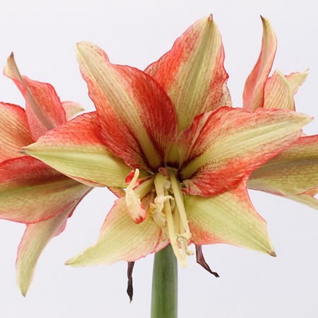 Hippeastrum Bentley