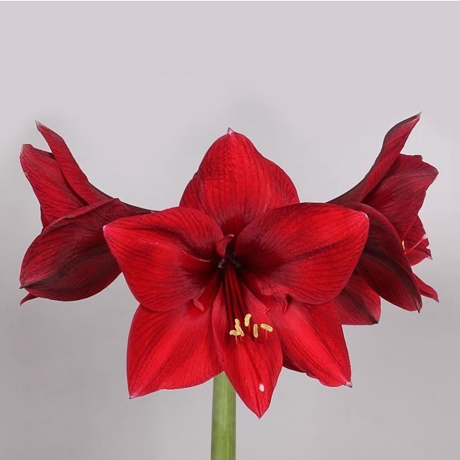 Hippeastrum Britney