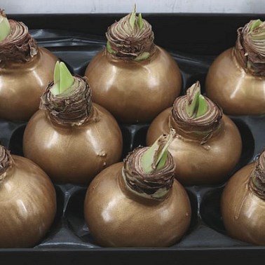 HIPPEASTRUM BULBS - WAXED GOLD