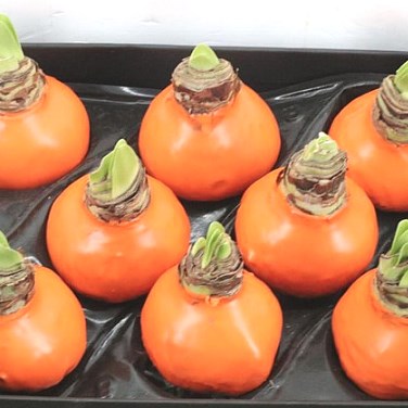 AMARYLLIS BULBS - WAXED ORANGE