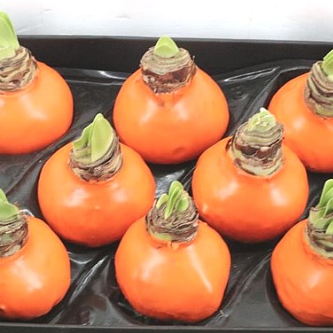 HIPPEASTRUM BULBS - WAXED ORANGE