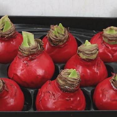 HIPPEASTRUM BULBS - WAXED RED