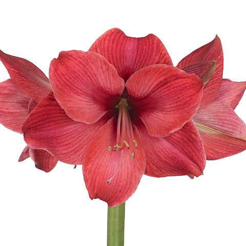 Hippeastrum Cassis