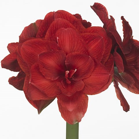 Hippeastrum Cherry Nymph