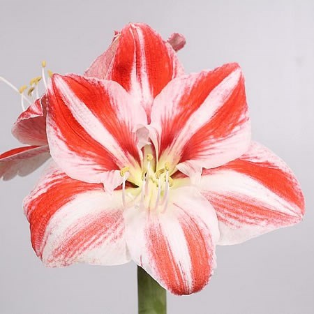Hippeastrum Clown