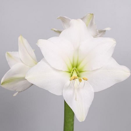 Hippeastrum Costa Blanca