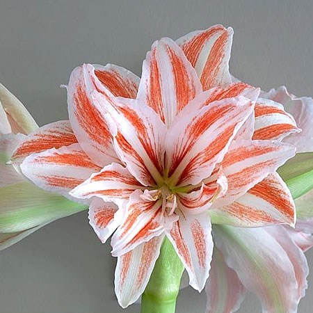 Hippeastrum Dancing Queen