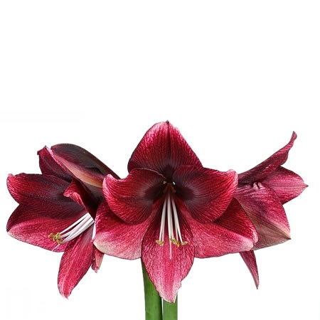 Hippeastrum Daphne