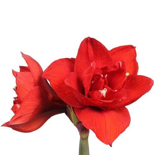 Hippeastrum Double King