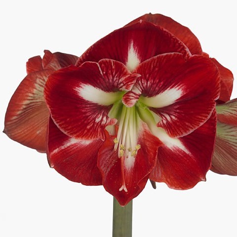 Hippeastrum Dynasty