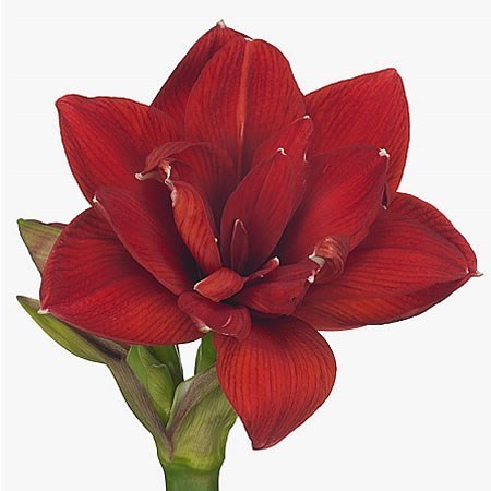 Hippeastrum Galaxy Red Glory