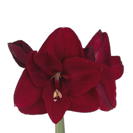 Hippeastrum Grand Cru