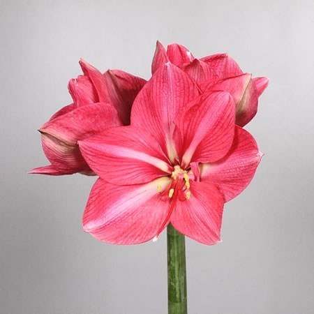 Hippeastrum Hercules