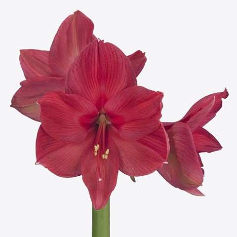 Hippeastrum Isabella