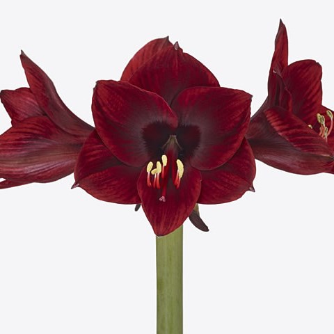 Hippeastrum Lilliput