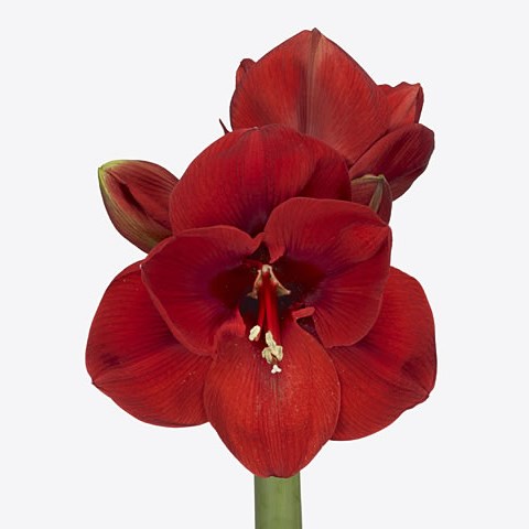 Hippeastrum Lion King