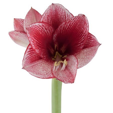 Hippeastrum Maestro