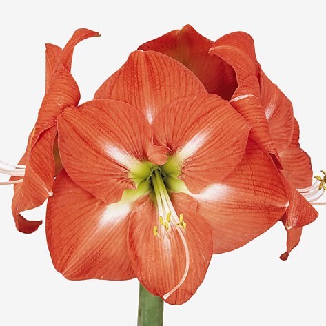 Hippeastrum Nagano