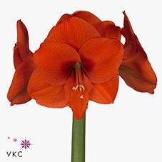 HIPPEASTRUM NARANJA