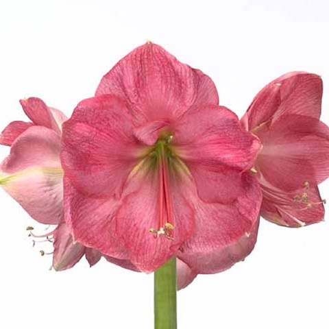 Hippeastrum Paris